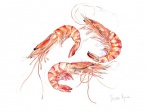 Lobsters & Crustacea watercolours